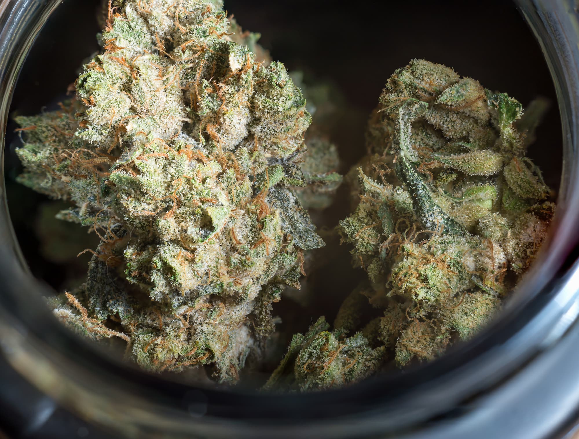 close up of marijuana flower